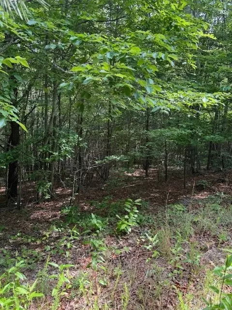 79 Elk Horn Rd, Ferguson, NC 28624 photo 10