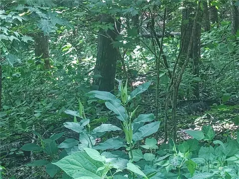 lot90 Thorncliff Dr, Seven Devils, NC 28607 photo 3