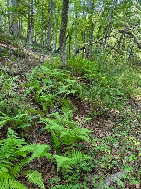 tbd Grassy Creek Rd, Grassy Creek, NC 28631