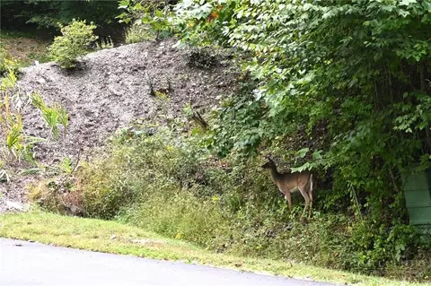 tbd Wasatch Dr, Boone, NC 28607 photo 30