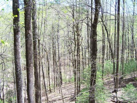 165 Penny Ln, Deep Gap, NC 28618 photo 20