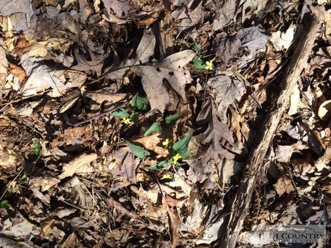 1531 Peak Rd, Creston, NC 28615 photo 5