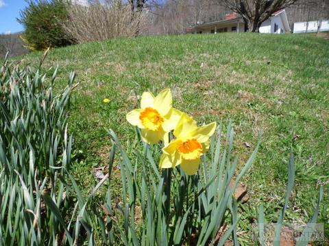 5291 Spicer Mountain Rd, Sparta, NC 28675 photo 26