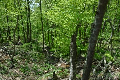 1220 Tomahawk Dr, Todd, NC 28684 photo 7
