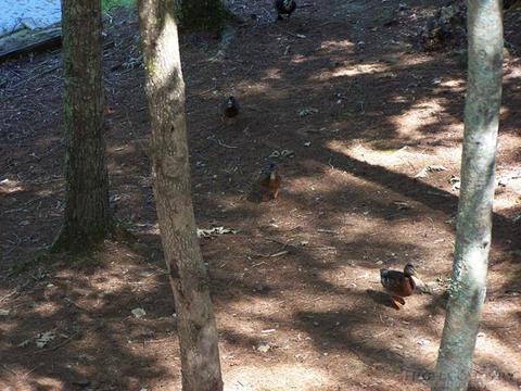 355 Trout Lake Rd, Deep Gap, NC 28618 photo 10