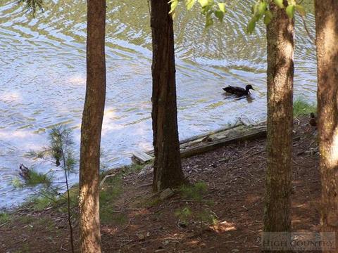 355 Trout Lake Rd, Deep Gap, NC 28618 photo 9