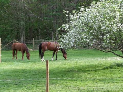 409 Pt Dr, Creston, NC 28615 photo 30