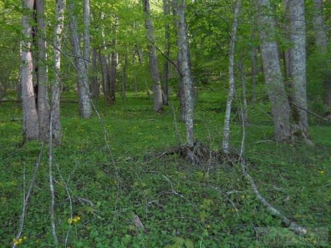 1427 Roundabout Rd, Creston, NC 28615 photo 3