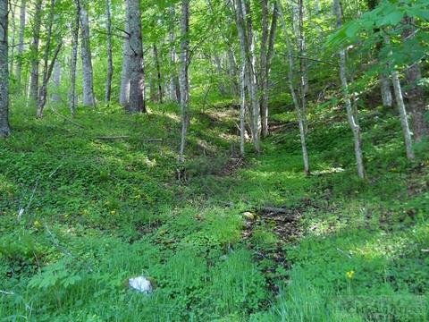 1427 Roundabout Rd, Creston, NC 28615 photo 43