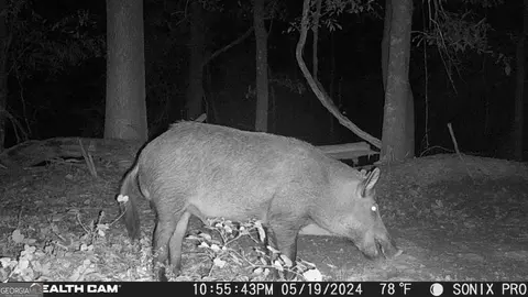 700 Madison St, Comer, GA 30629 photo 38