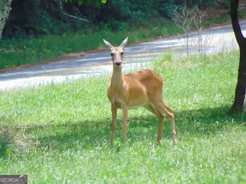 0 Dewey Hogan Rd, Monroe, GA 30656 photo 3