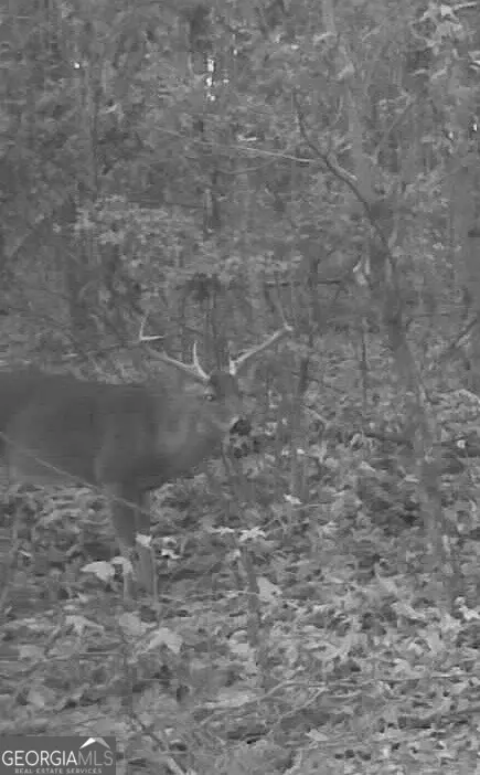  0 Deer Hunter Rd, Tennille, GA 31089 photo 21