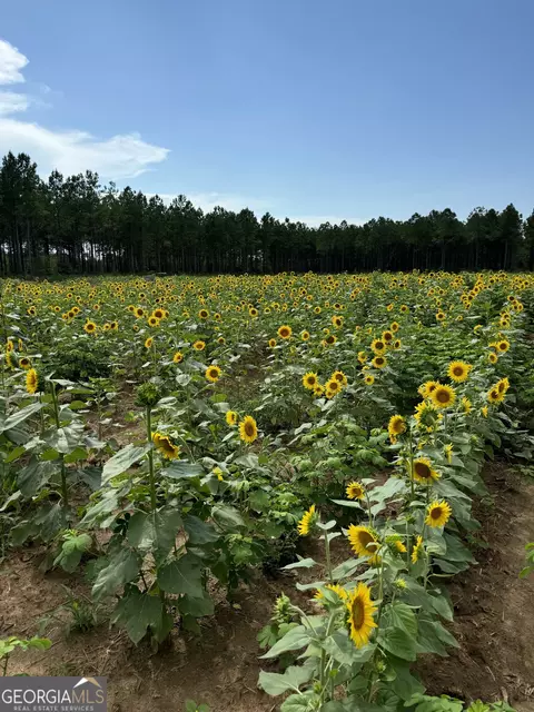2211 Lower Shellman Rd, Cuthbert, GA 39840 photo 28