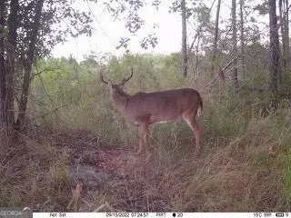 Other - 138 Solid Rock Ln, Mc Rae, GA 31055 photo 24 of 26