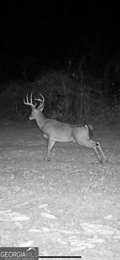 0 District Line Rd, Cuthbert, GA 39840 photo 25