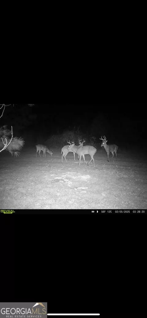 0 District Line Rd, Cuthbert, GA 39840 photo 19