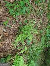 Other - 385 Mcclain Mountain Rd, Jasper, GA 30143 photo 36 of 38