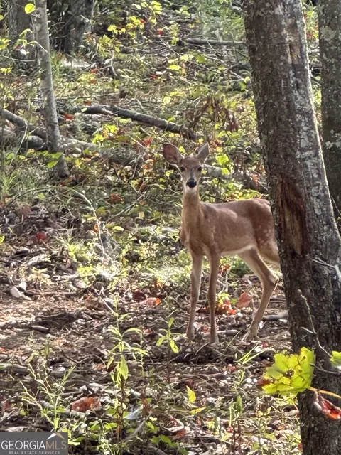 Other - 262 Corinth Five Points Rd, Buchanan, GA 30113 photo 8 of 9
