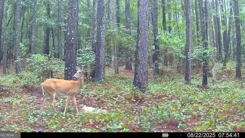334 Oconee Forest Rd, Stephens, GA 30667 photo 25