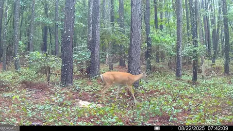 334 Oconee Forest Rd, Stephens, GA 30667 photo 26