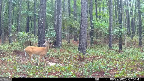 334 Oconee Forest Rd, Stephens, GA 30667 photo 27