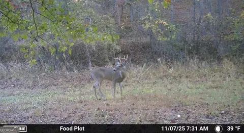 1254 Ayers Rd, Bowdon, GA 30108 photo 37