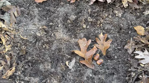 0 Limestone Rd, Cochran, GA 31014 photo 6