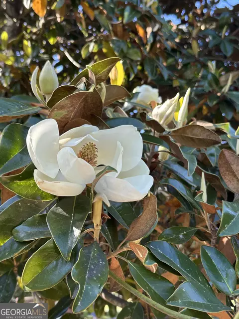 Other - 204 E Liberty St, Savannah, GA 31401 photo 16 of 20