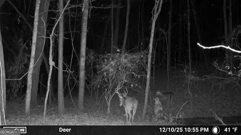 Other - 733 Cherry Rd, Franklin, GA 30217 photo 18 of 18