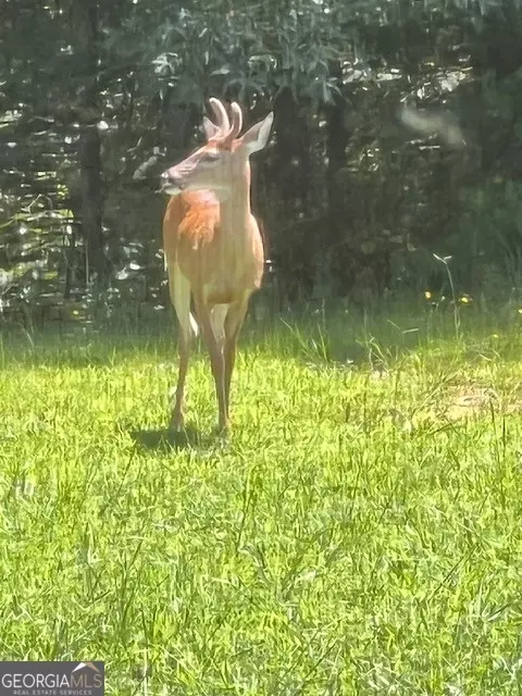 Other - 265 Evans Dr, Buchanan, GA 30113 photo 50 of 55