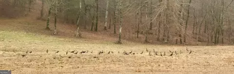 Other - 175 Thornton Rd, Franklin, GA 30217 photo 35 of 35