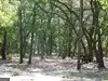 239 River Moss Rd, Reidsville, GA 30453