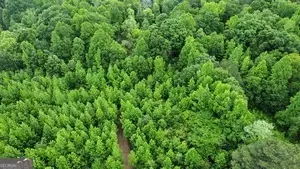 0 Wildlife Lake Rd, Summerville, GA 30747