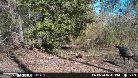 238 Cold Springs Rd, Modoc, SC 29838 photo 27