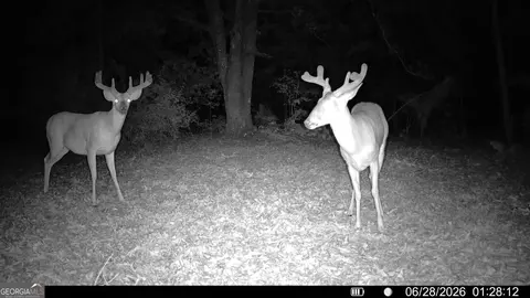 tbd Wooten Rd, Cuthbert, GA 39840 photo 7