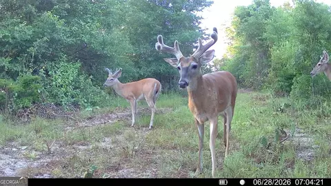 tbd Wooten Rd, Cuthbert, GA 39840 photo 9