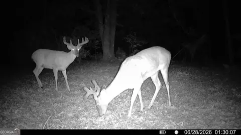 tbd Wooten Rd, Cuthbert, GA 39840 photo 6