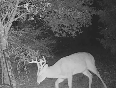 0 Hwy 62, Blakely, GA 39823 photo 11