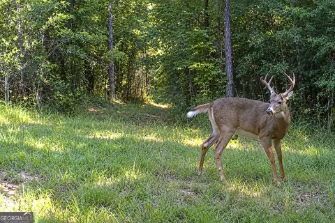 21 Acres Cochran Rd, Madison, GA 30650 photo 23