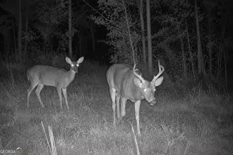 21 Acres Cochran Rd, Madison, GA 30650 photo 24