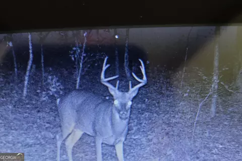 21 Acres Cochran Rd, Madison, GA 30650 photo 22