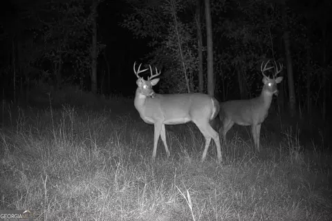 29 Acres Cochran Rd, Madison, GA 30650 photo 23