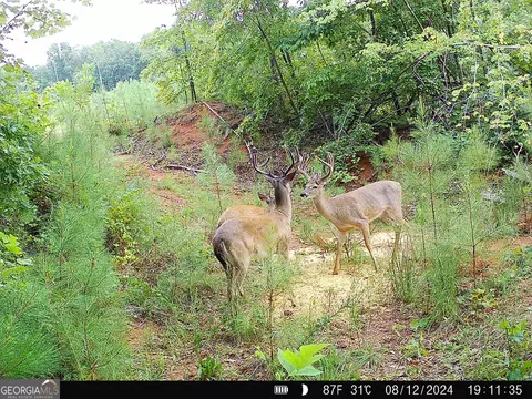 1087 E Silver Shoals Rd, Toccoa, GA 30577 photo 74