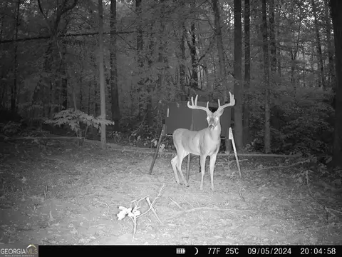 1087 E Silver Shoals Rd, Toccoa, GA 30577 photo 77
