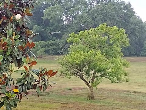 152 Middle Fork Ln, Carnesville, GA 30521 photo 11