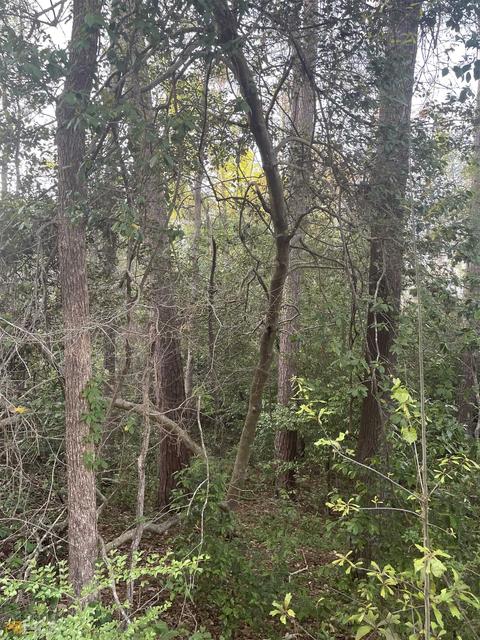 6928 Angela Dr, Macon, GA 31216 photo 4