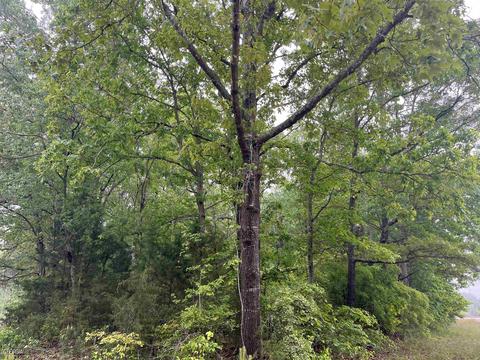 886 Rosemont Rd, Lagrange, GA 30241 photo 2