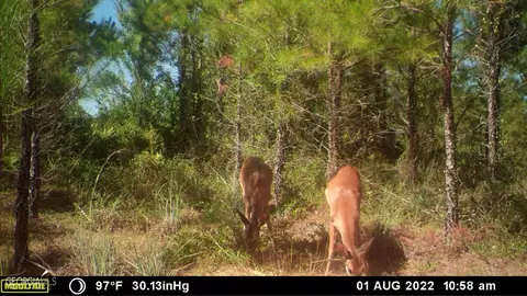 0 Old Post Rd, Hortense, GA 31543 photo 82