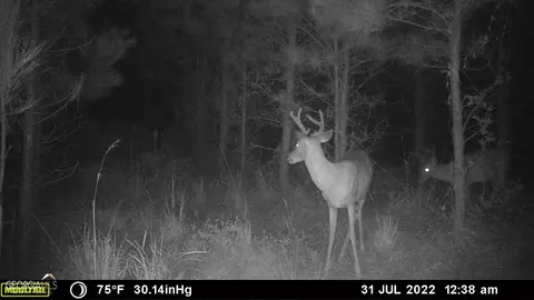 0 Old Post Rd, Hortense, GA 31543 photo 71