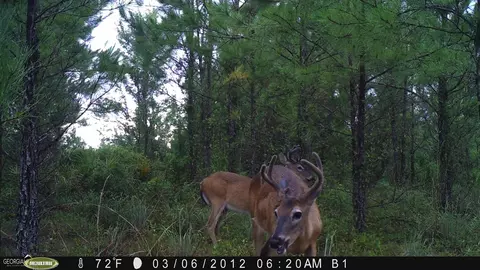 0 Old Post Rd, Hortense, GA 31543 photo 89
